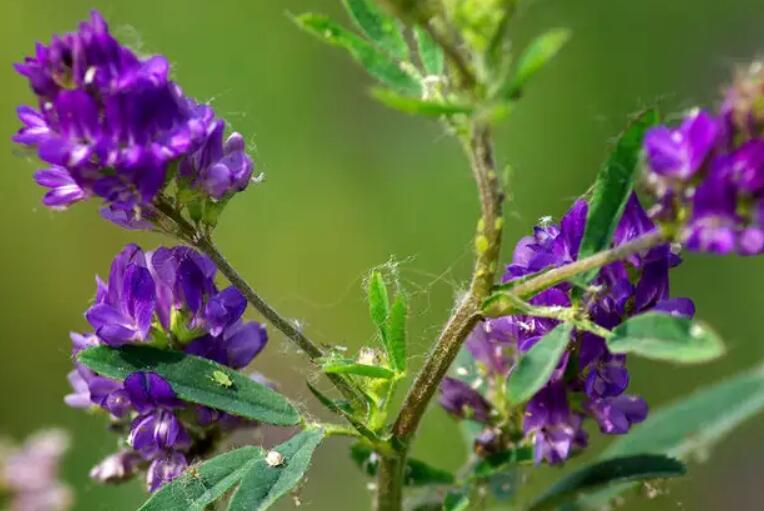 1653054236829183.jpg 1.jpg