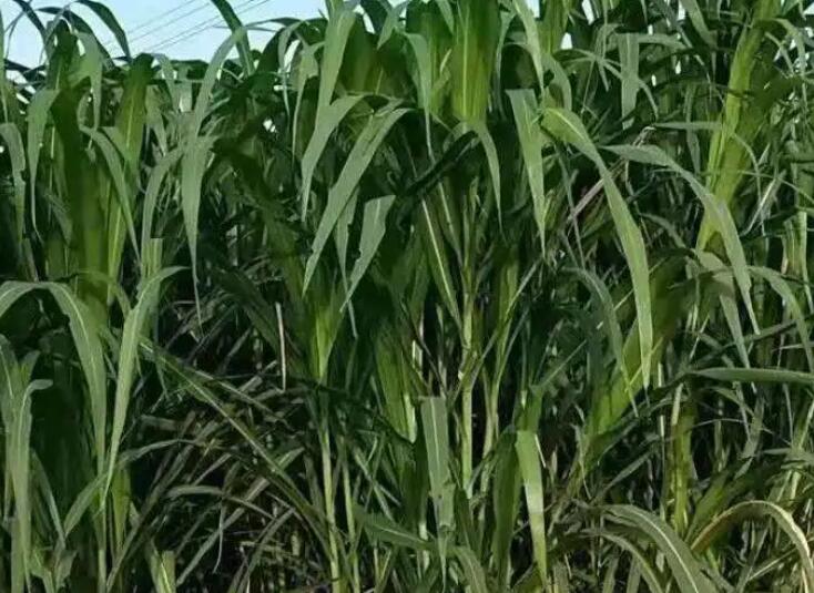 1653660749995394.jpg 3.jpg