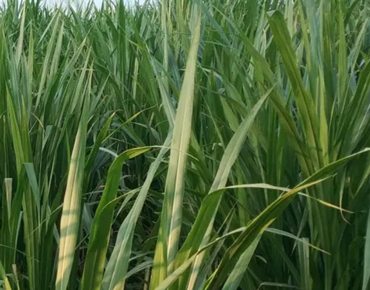 1653718874251875.jpg 2.jpg