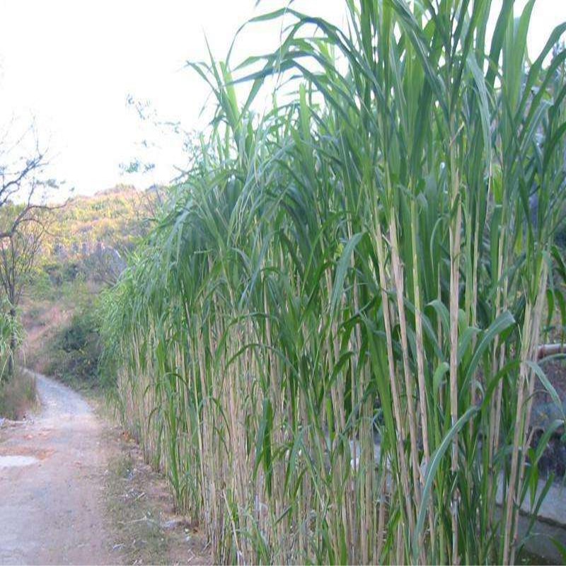 黃竹草 黃竹草