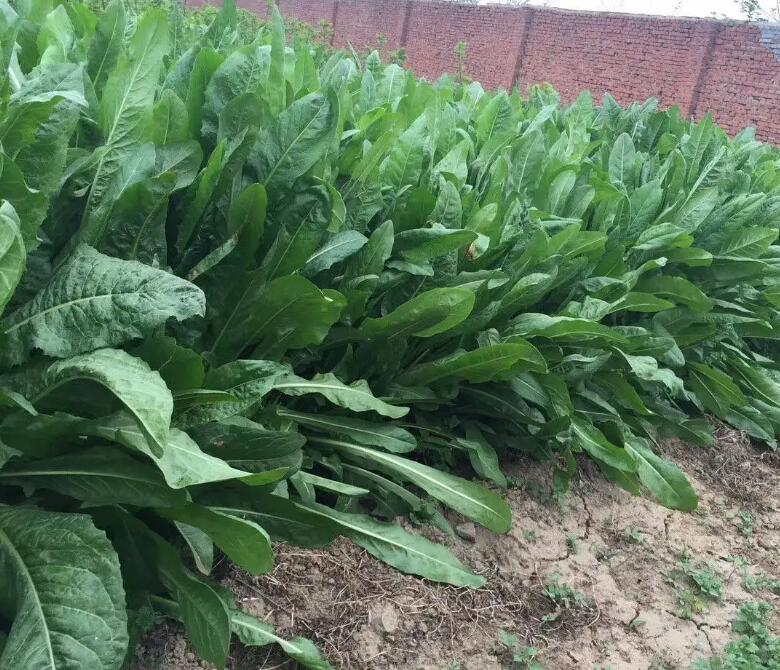 1654252968443789.jpg 1654252968443789.jpg