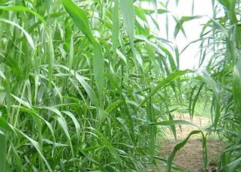 1654522744969802.jpg 1.jpg