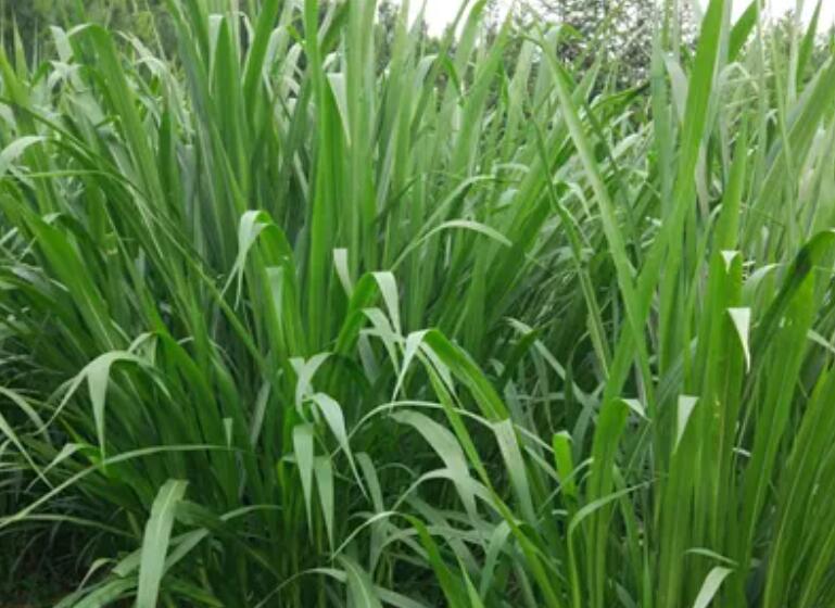 1654522760155616.jpg 3.jpg