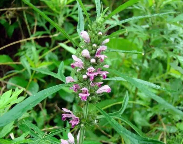 1657107146352338.jpg 1657107146352338.jpg