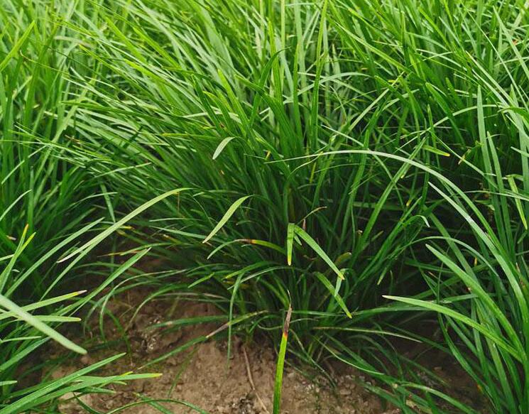 1657107993279336.jpg 1657107993279336.jpg