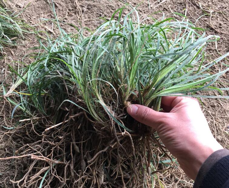 1657107993975213.jpg 1657107993975213.jpg