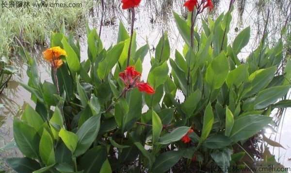 美人蕉種子發(fā)芽出苗開花圖片 美人蕉種子發(fā)芽出苗開花圖片