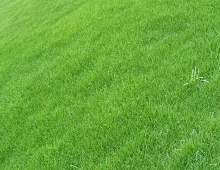 1657627874925931.jpg 2.jpg