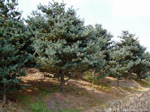 五針?biāo)蓤D片五針?biāo)苫貙?shí)拍