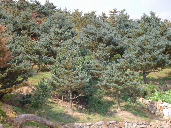 五針?biāo)蓤D片五針?biāo)苫貙?shí)拍