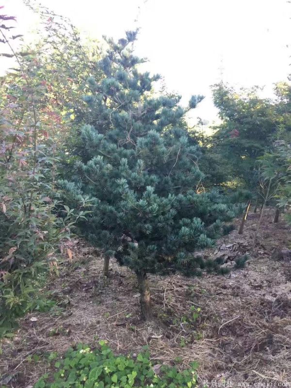 五針?biāo)蓤D片五針?biāo)苫貙?shí)拍