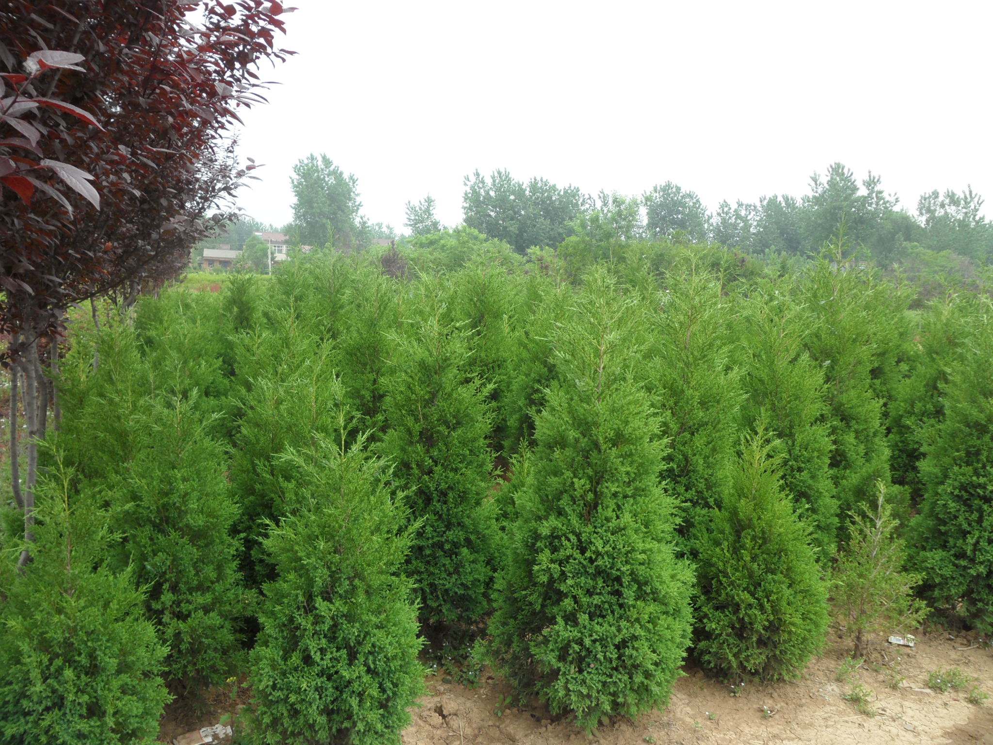 1658407475555450.jpeg 1658407475555450.jpeg