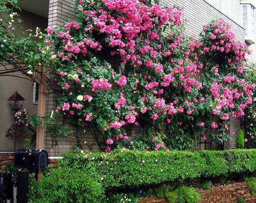 1658572515311231.jpeg 1658572515311231.jpeg