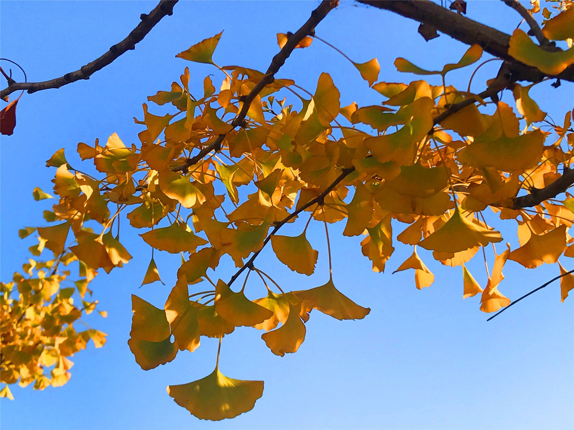 1658925798310335.jpeg 1658925798310335.jpeg