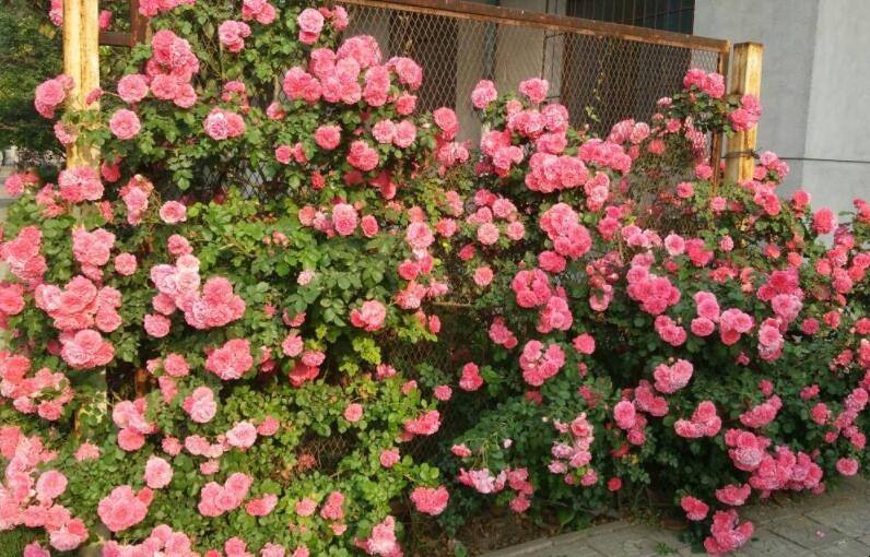 1659094351321135.jpeg 1659094351321135.jpeg