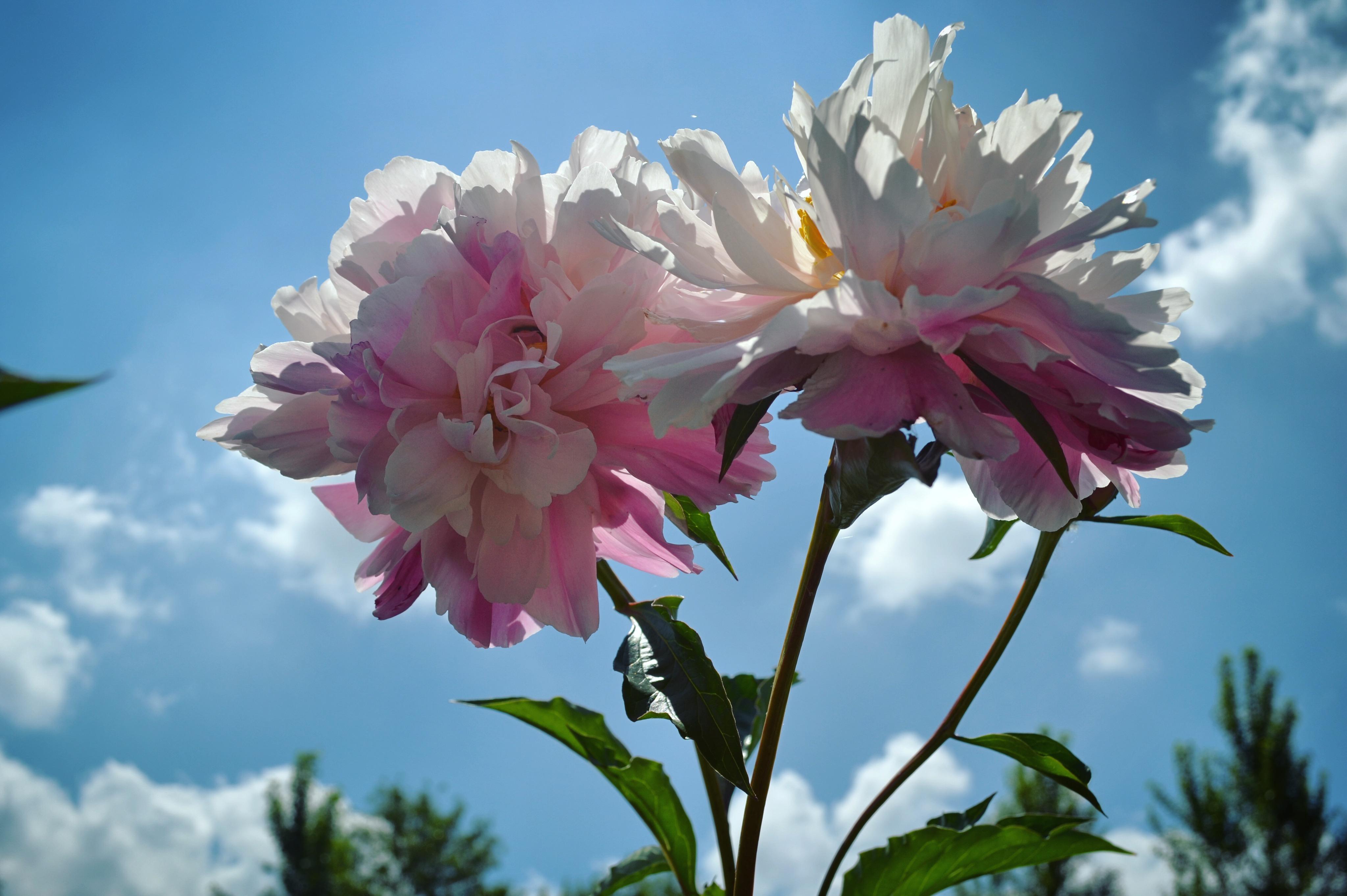 1659531477461836.jpeg 1659531477461836.jpeg