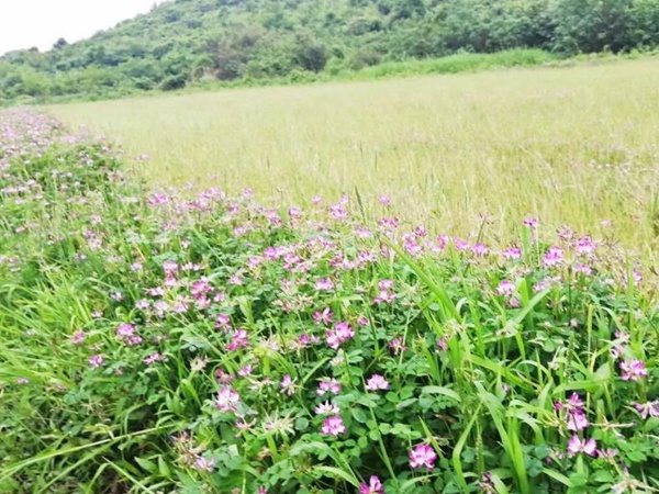 “草籽花”紫云英——滿滿的美好回憶
