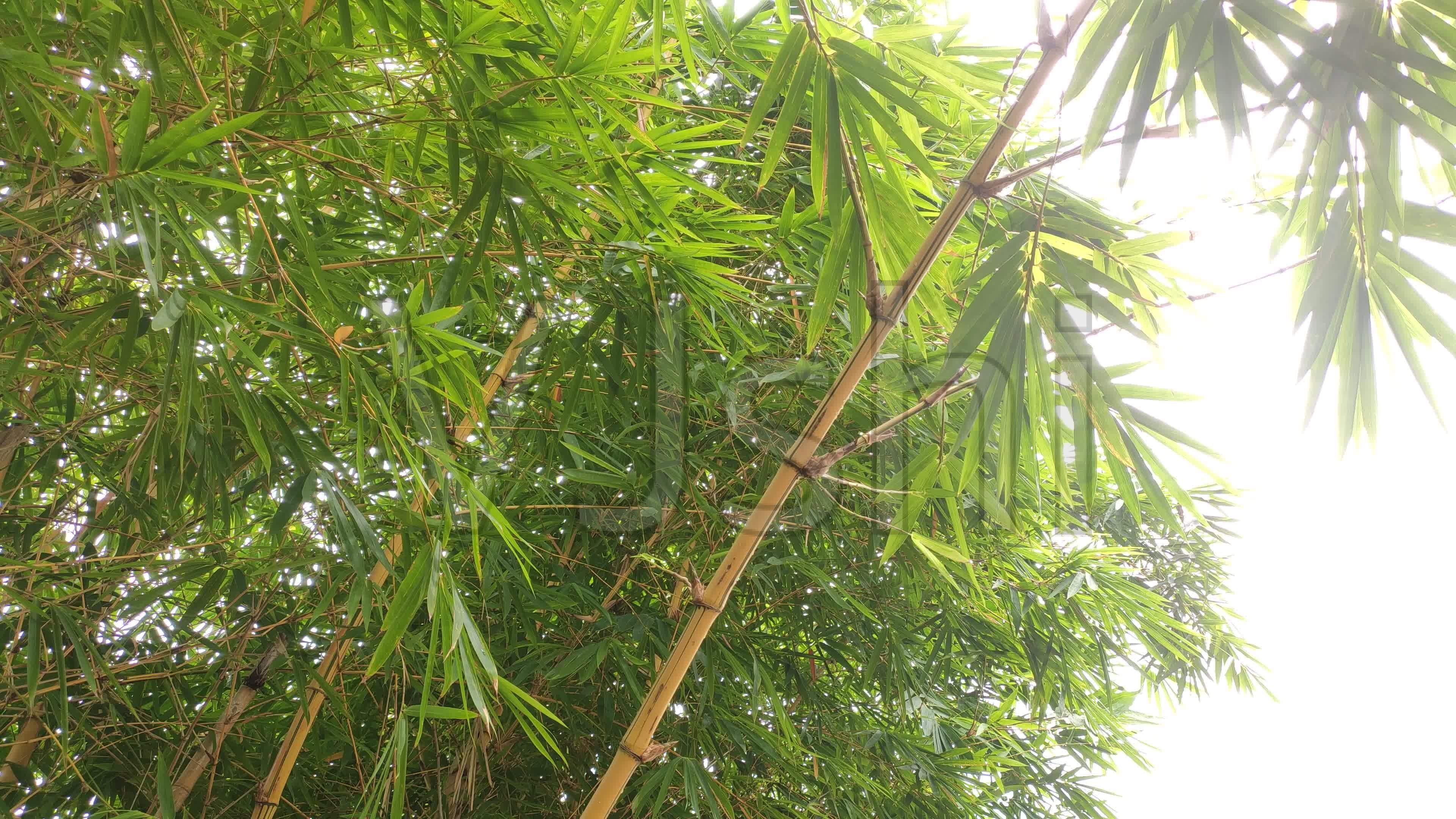 1660218526362327.jpeg 1660218526362327.jpeg