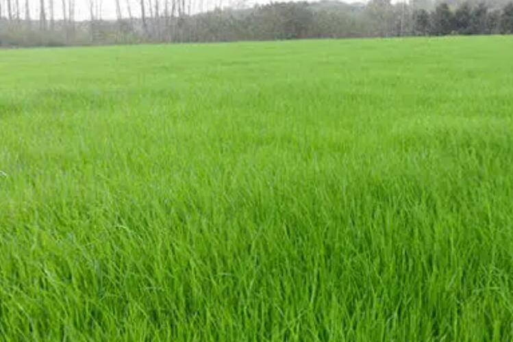 1660575559607969.jpg 1.jpg