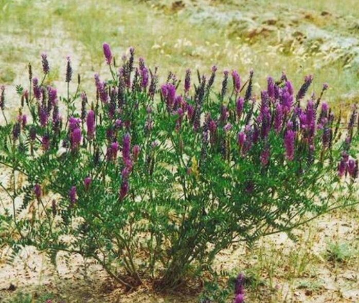 1660703266385875.jpg 1660703266385875.jpg