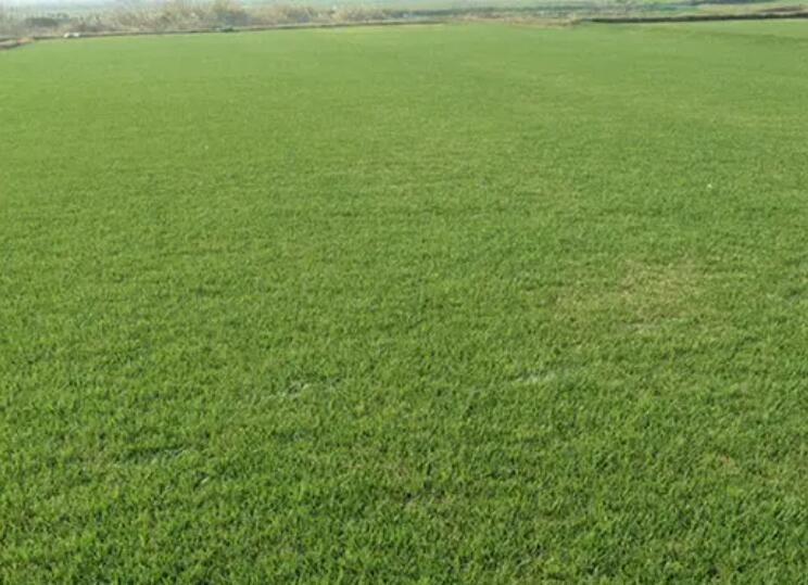 1661005031390519.jpg 1.jpg