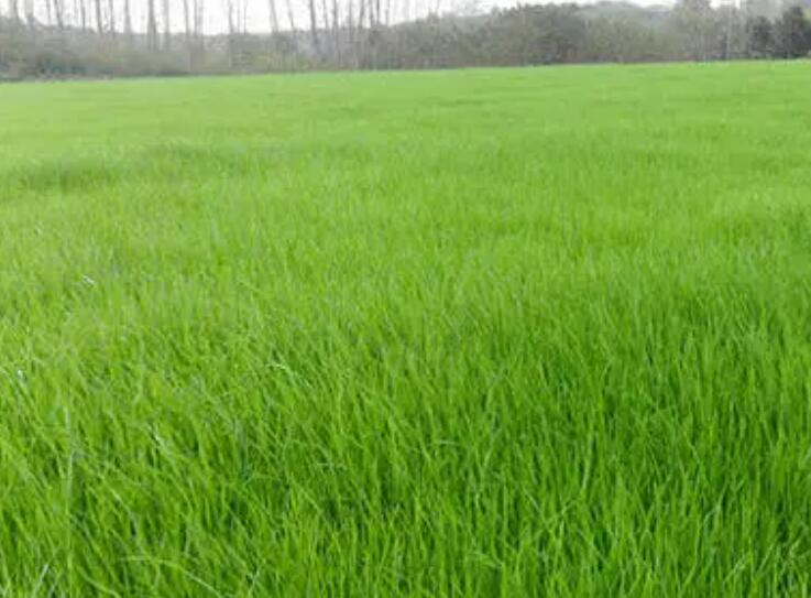 1661353801909837.jpg 1.jpg