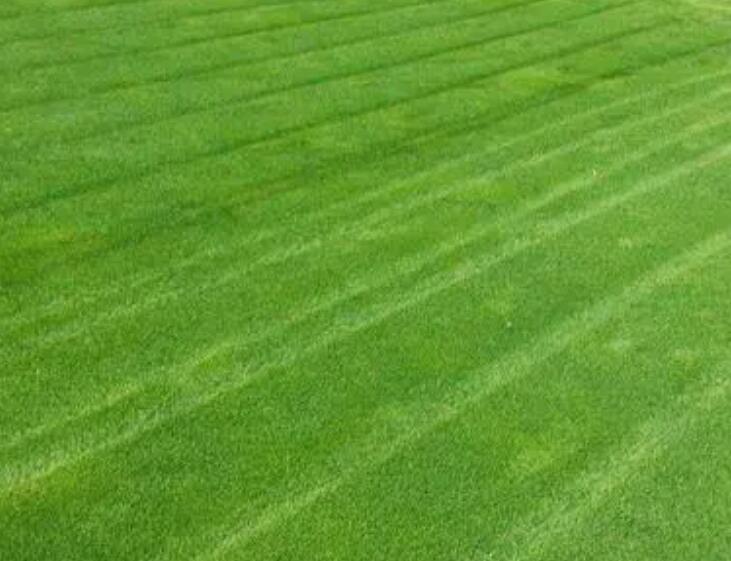 1661354330334099.jpg 果嶺操1.jpg