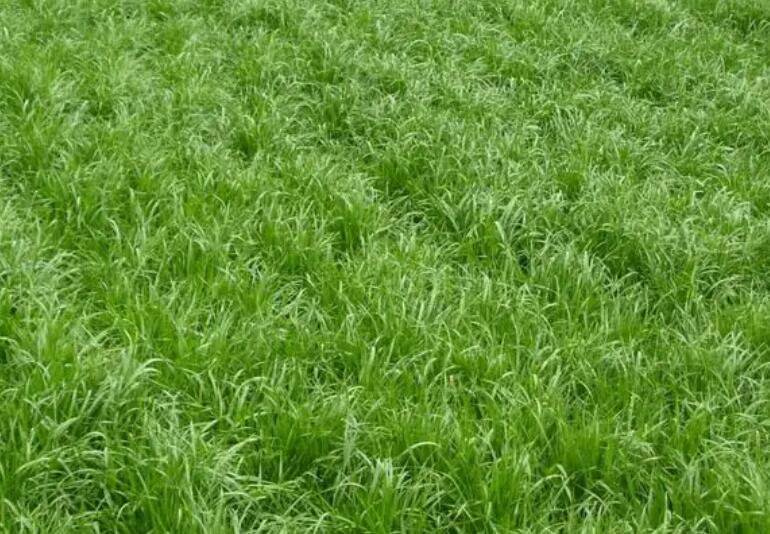 1661432157201964.jpg 1.jpg