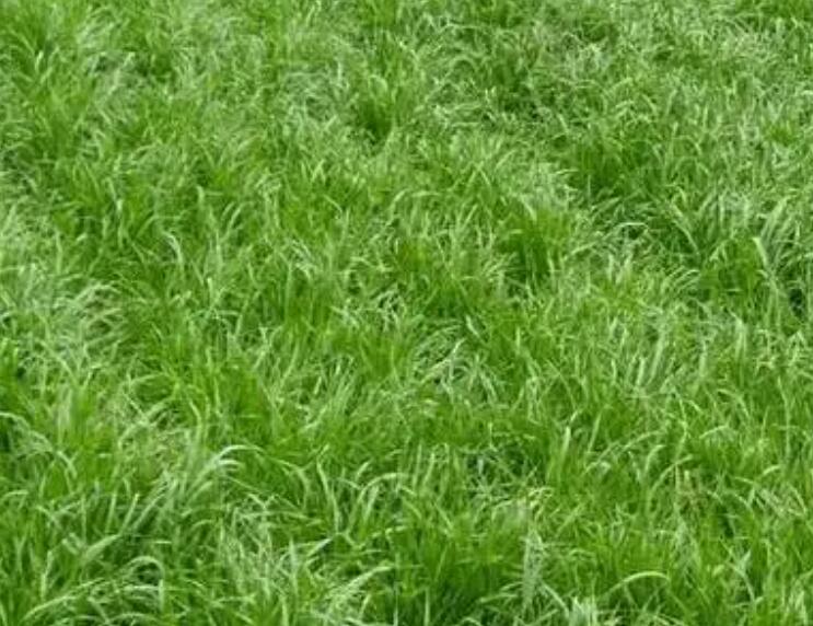 1661432172716222.jpg 3.jpg