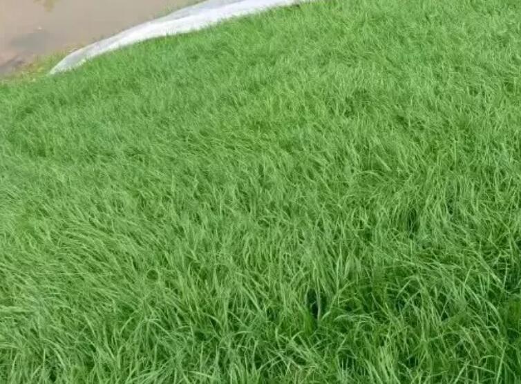 1661436994473654.jpg 3.jpg