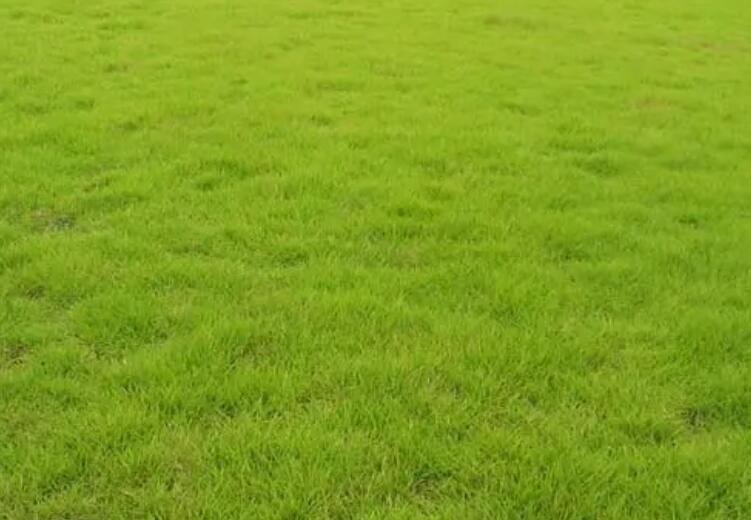 1661438987473271.jpg 結(jié)縷草11.jpg