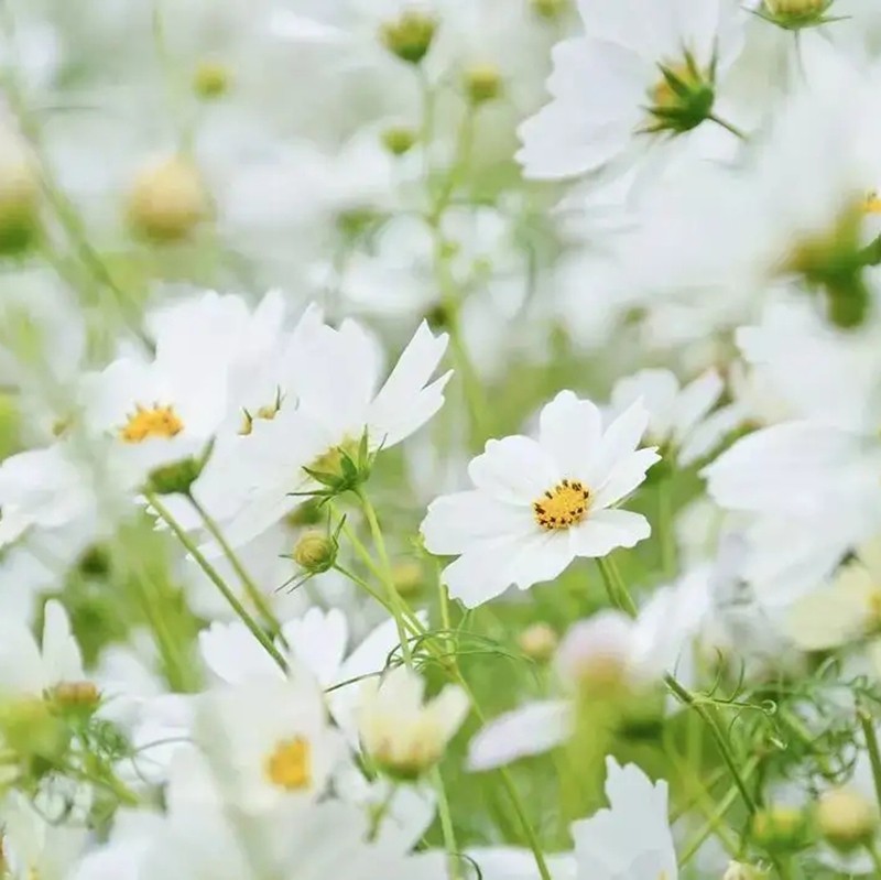 白波斯菊 白波斯菊