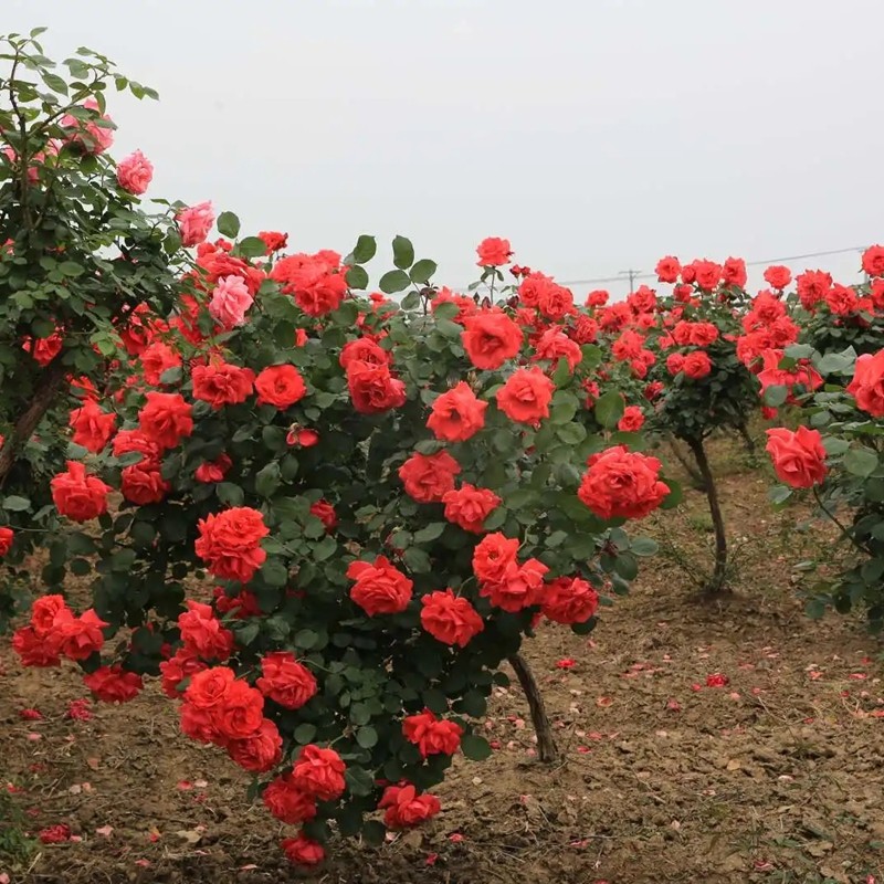 樹狀月季 樹狀月季