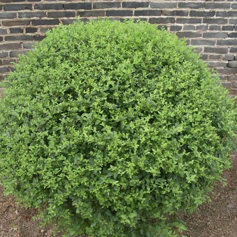 小葉女貞 小葉女貞