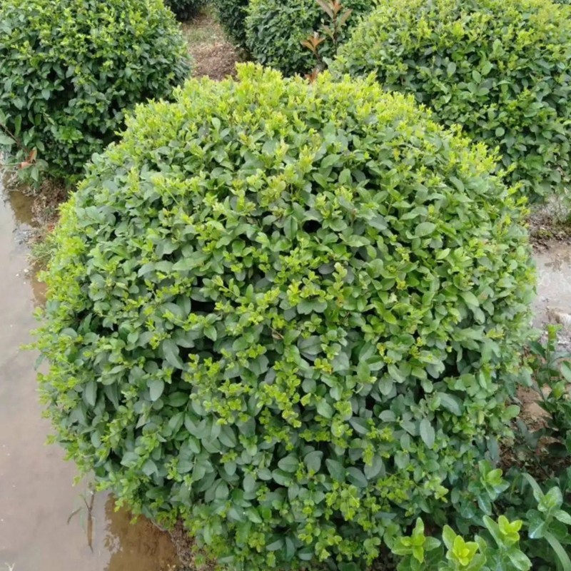 小葉女貞 小葉女貞