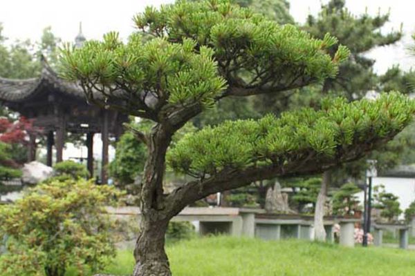 日本那須五針松 日本那須五針松