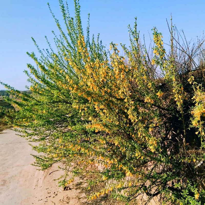 檸條樹 檸條樹