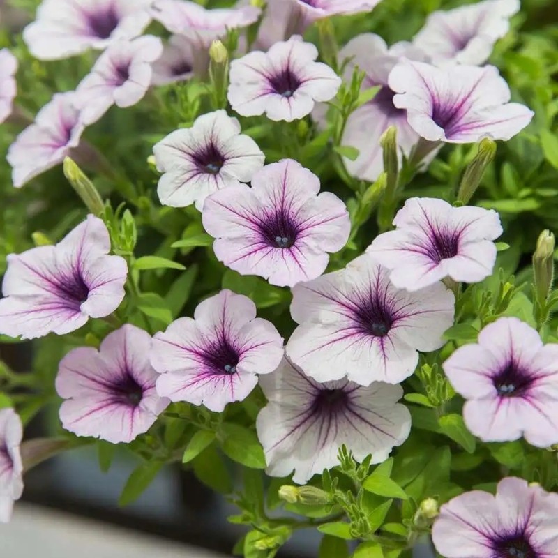 美聲矮牽?；? style=