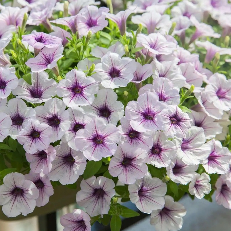 美聲矮牽?；? style=