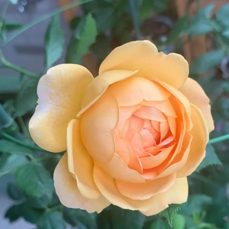 黃金慶典月季 黃金慶典月季