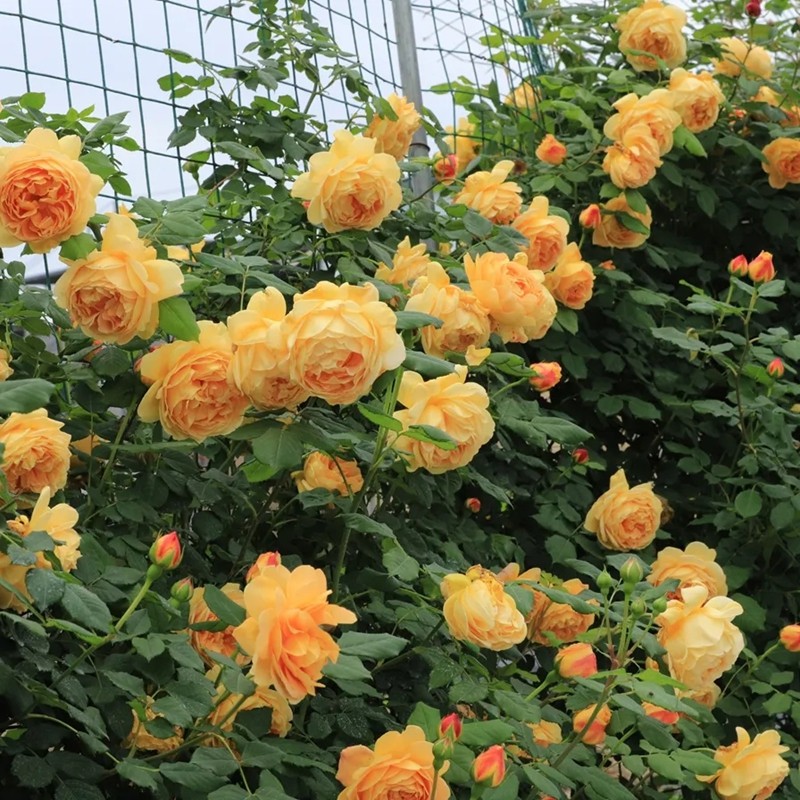 黃金慶典月季 黃金慶典月季