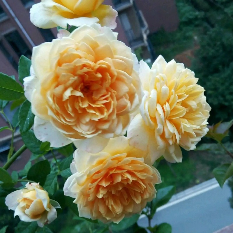 黃金慶典月季 黃金慶典月季