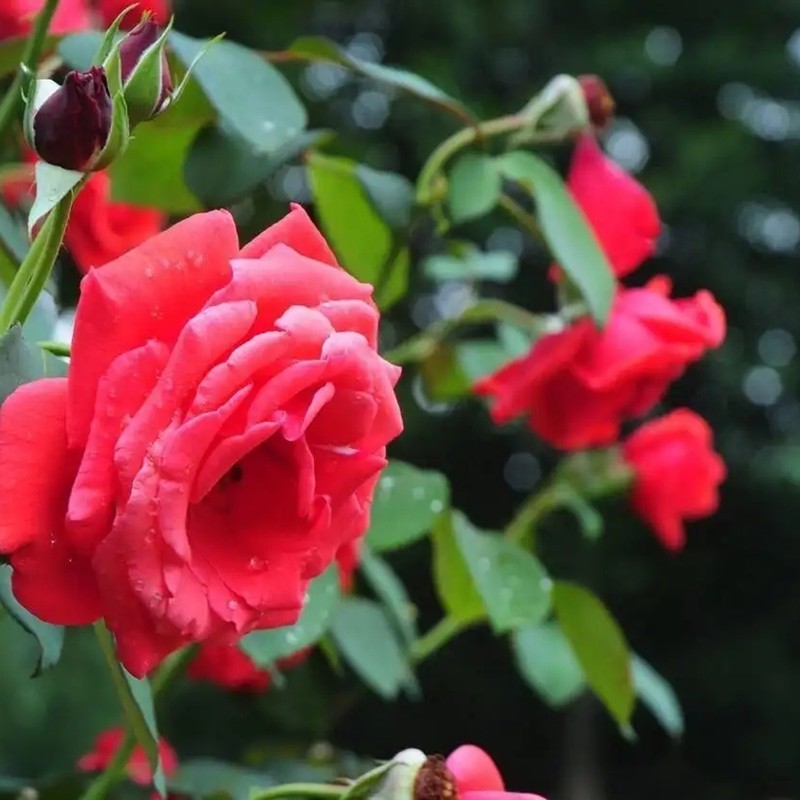 御用馬車月季 御用馬車月季