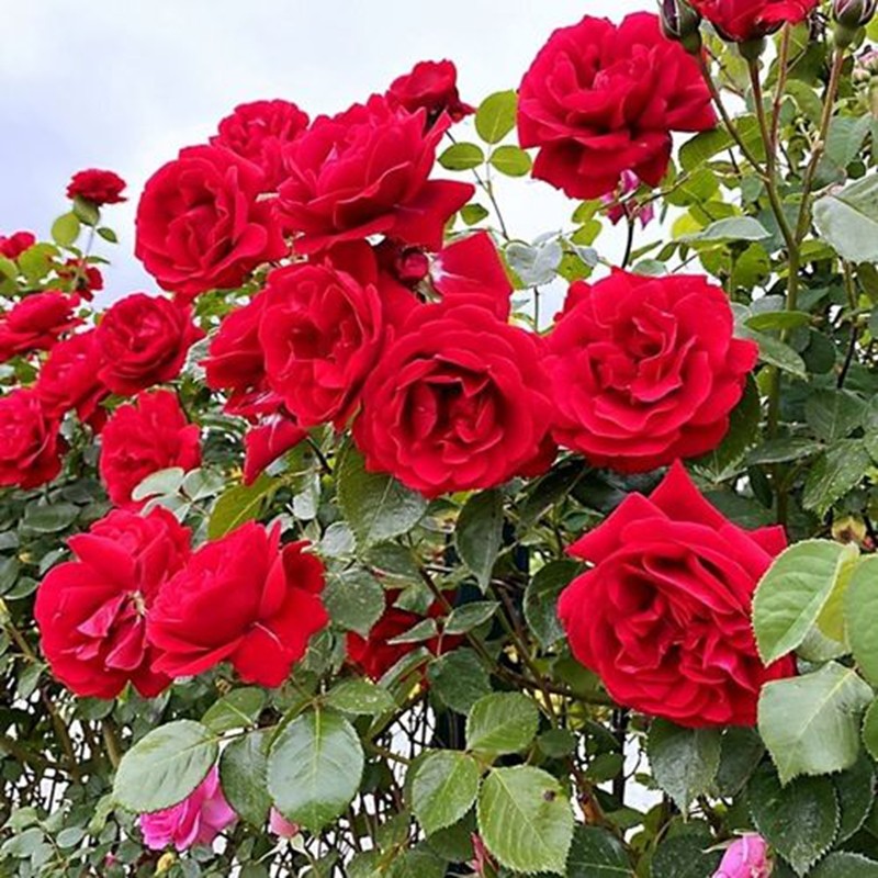 御用馬車月季 御用馬車月季