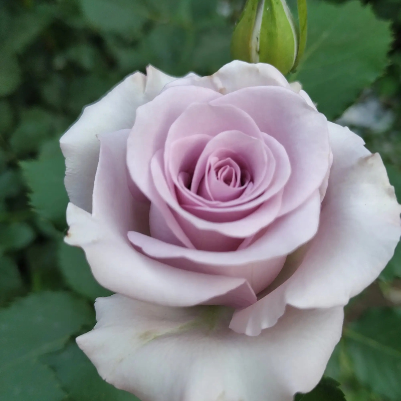 海洋之歌月季 海洋之歌月季