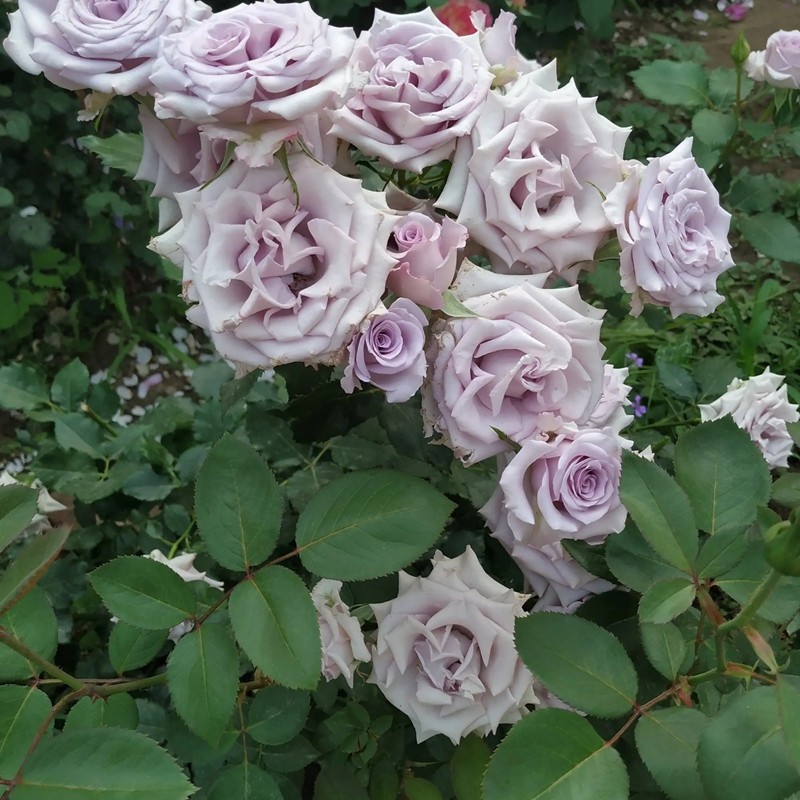 海洋之歌月季 海洋之歌月季