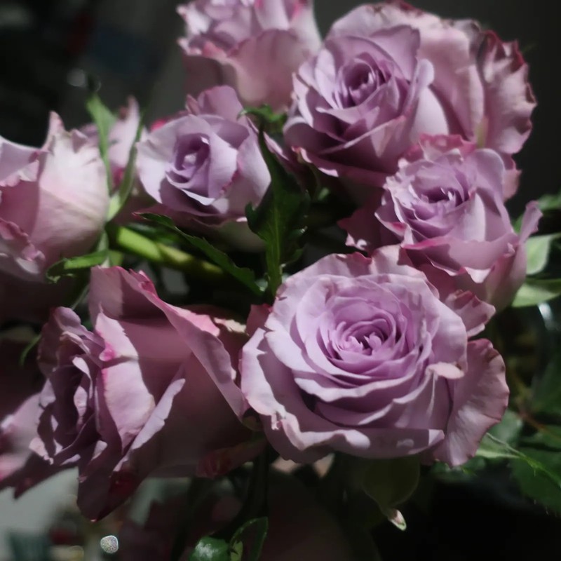 海洋之歌月季 海洋之歌月季