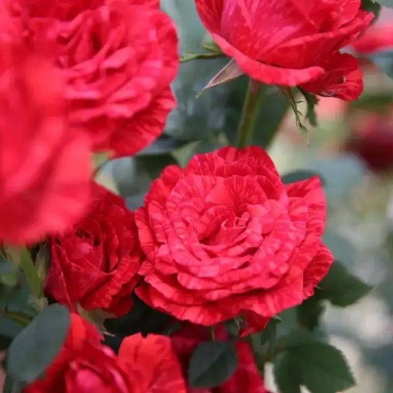 紅色優(yōu)雅月季