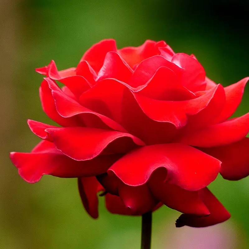 紅色優(yōu)雅月季