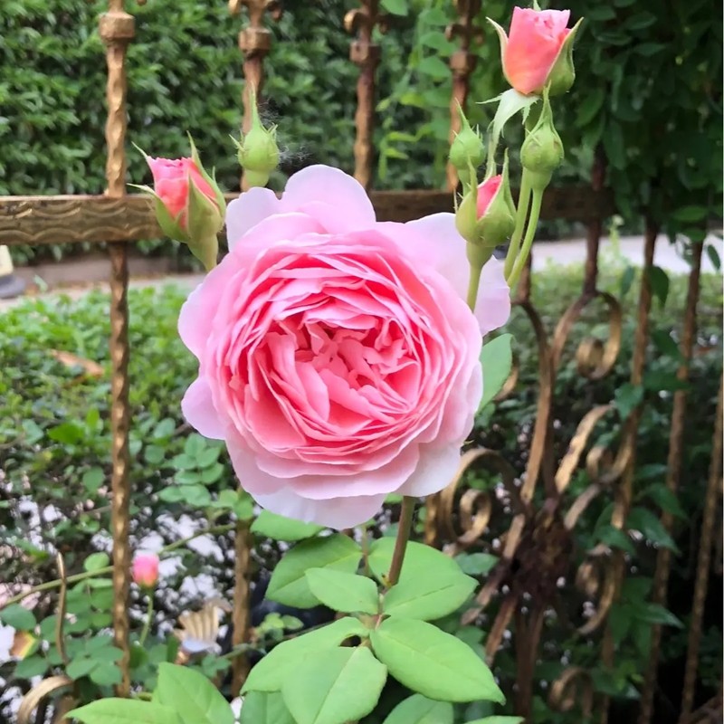 威廉莫里斯月季 威廉莫里斯月季